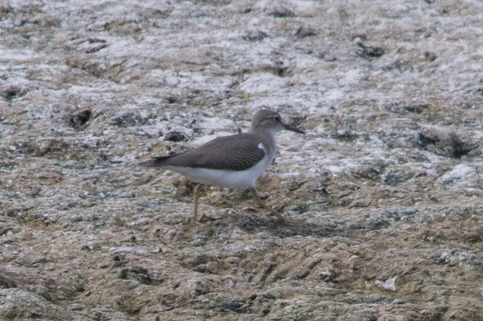 Spotted Sandpiper - ML112182711