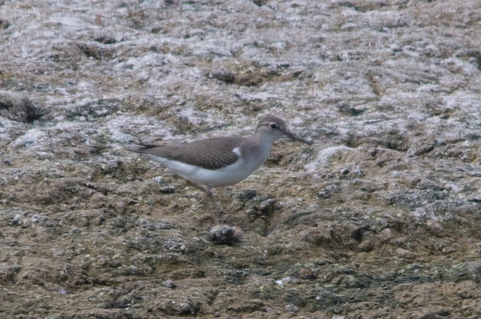 Spotted Sandpiper - ML112182741