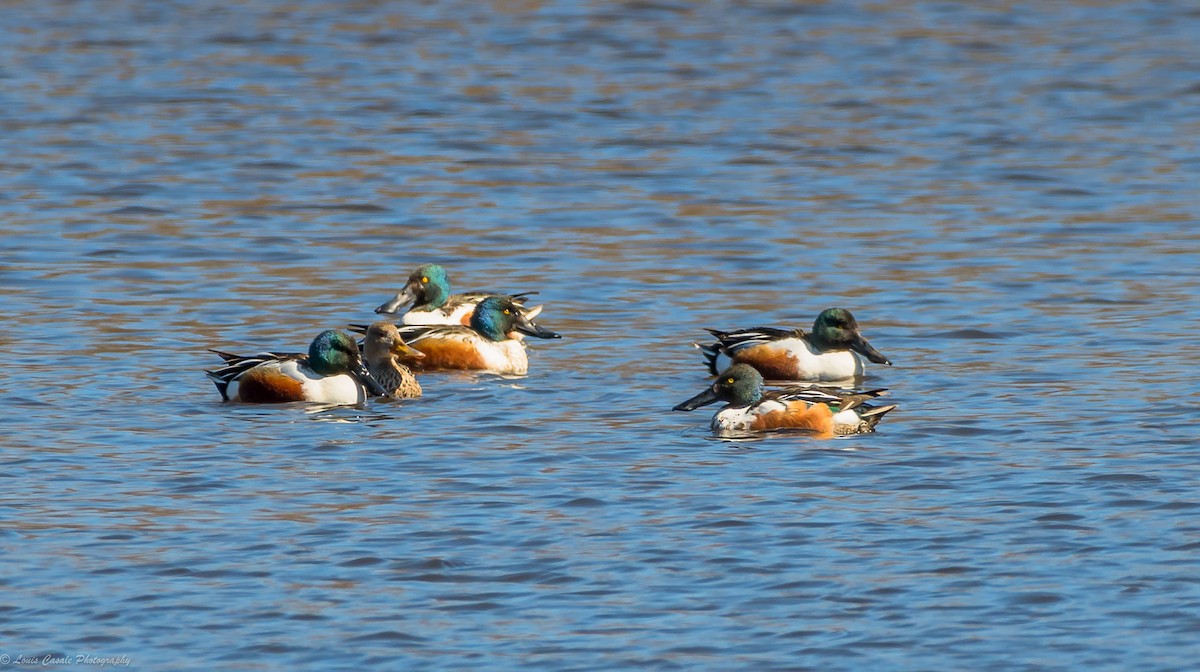 Northern Shoveler - ML112185761