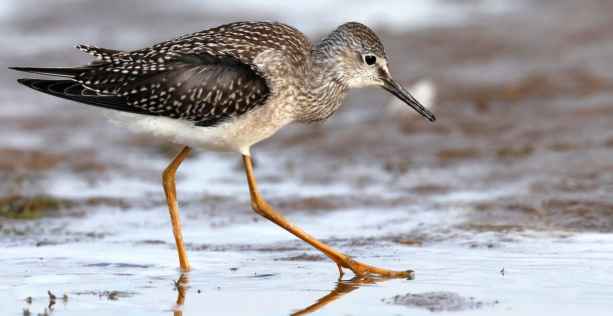 Lesser Yellowlegs - Matthew Brown