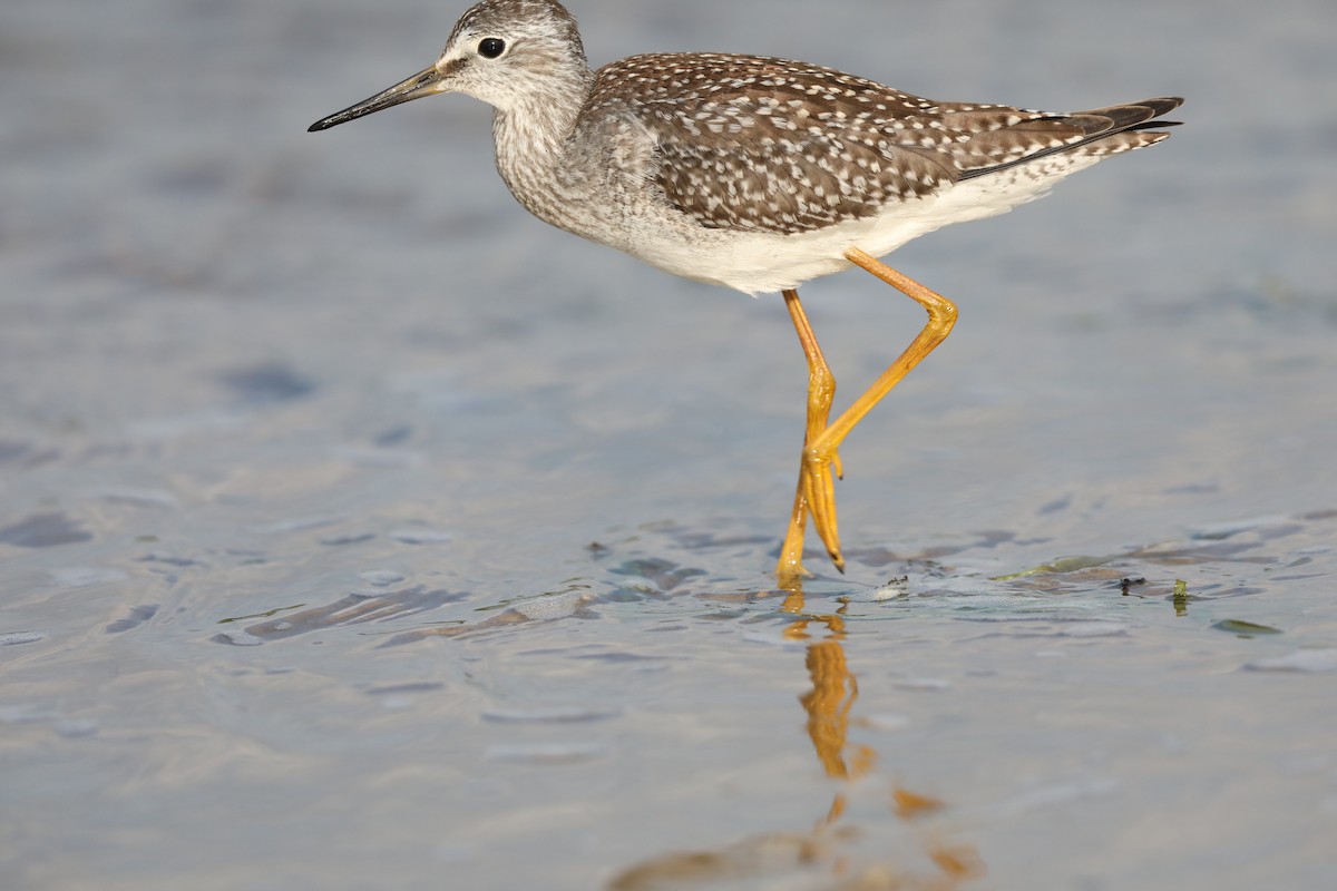 Lesser Yellowlegs - Matthew Brown