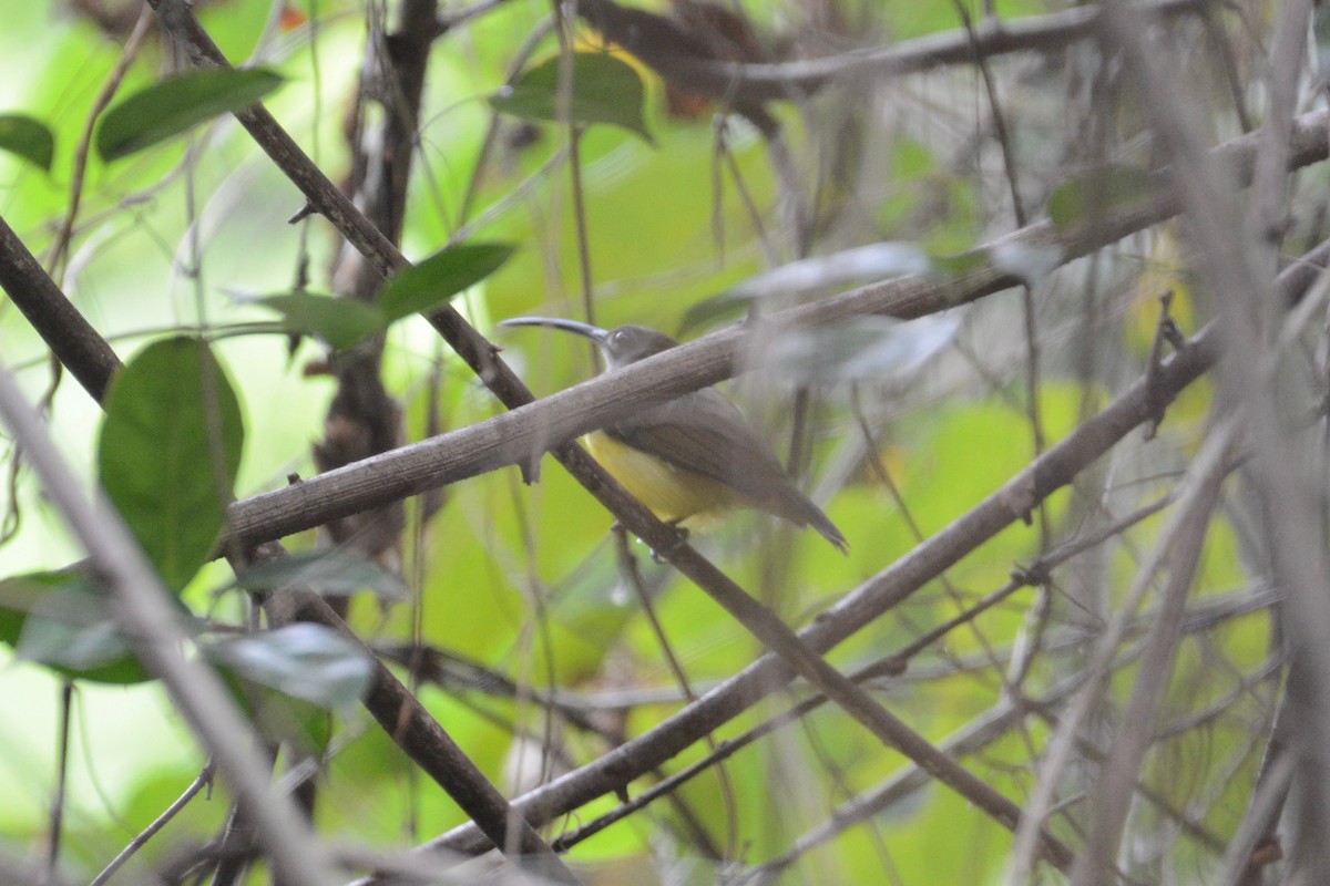 Little Spiderhunter - ML112187821