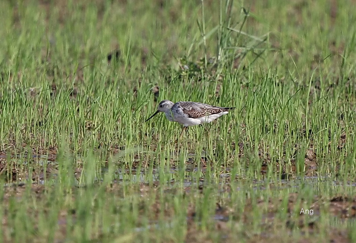 Teichwasserläufer - ML112188991