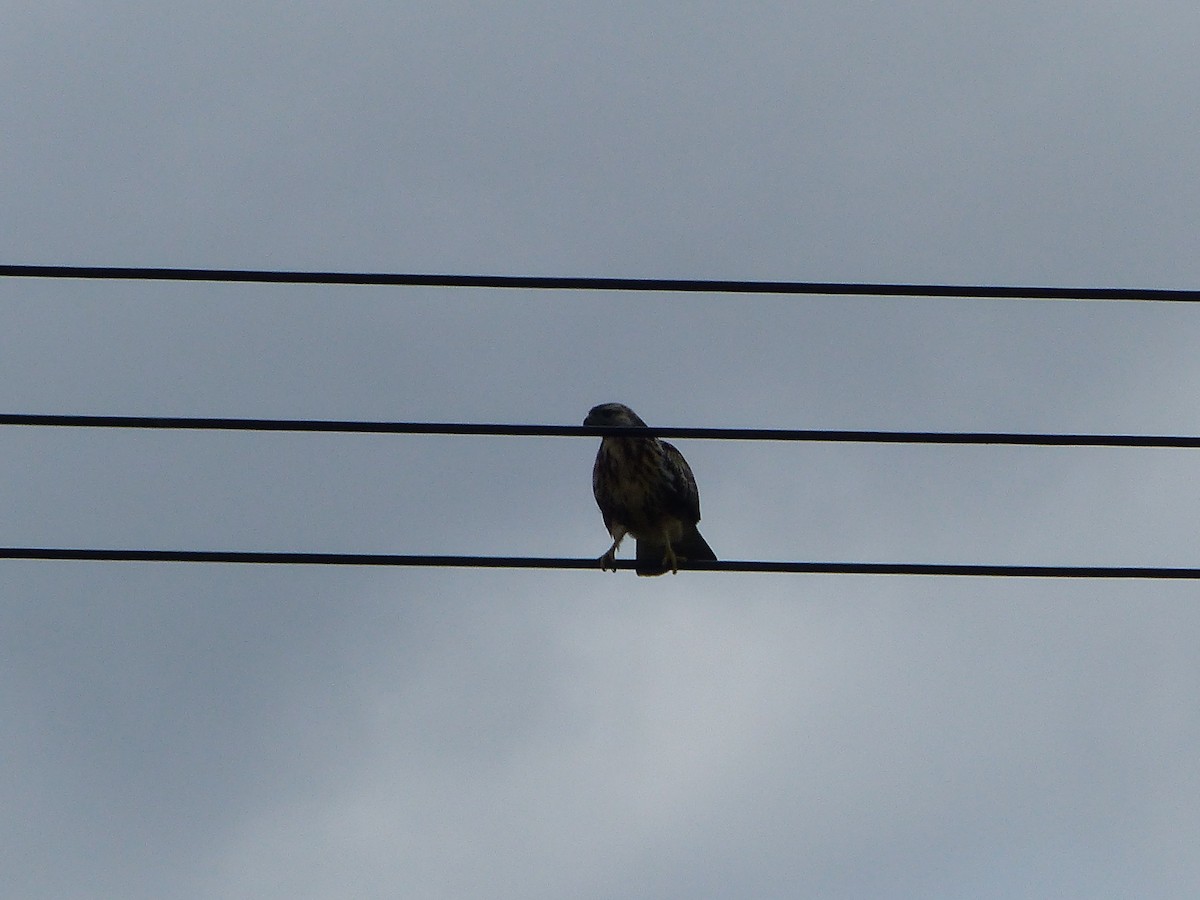 Ойн сар - ML112189131