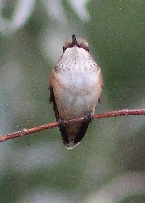 Rufous Hummingbird - alison rodgers