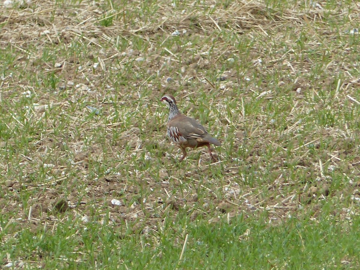 Red-legged Partridge - ML112189191