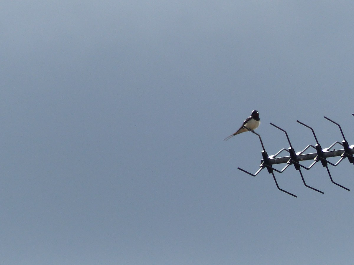 Асрын хараацай - ML112189241