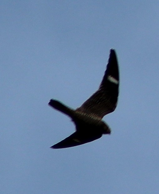 Common Nighthawk - ML112189251