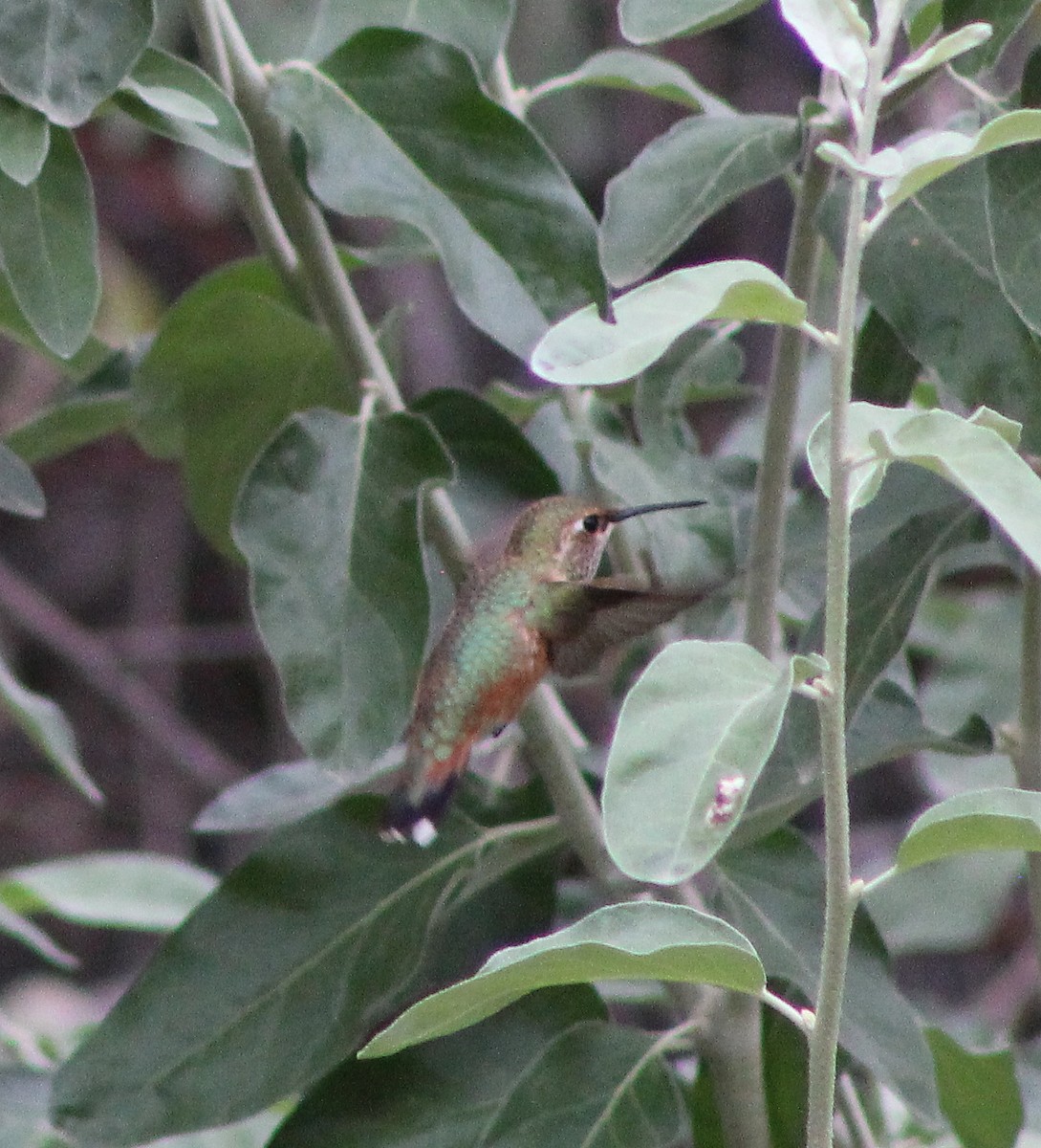 Rufous Hummingbird - alison rodgers