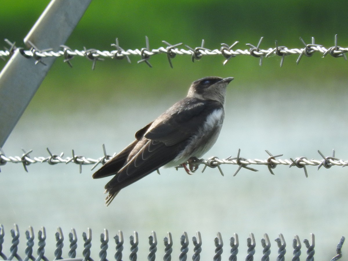 Purple Martin - ML112189601