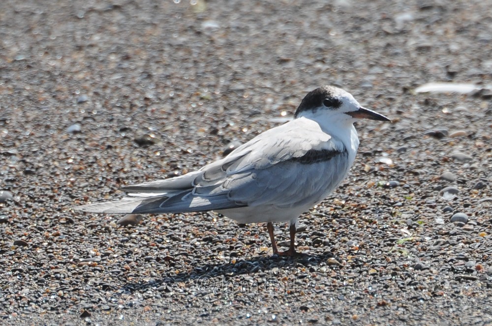 Common Tern - ML112189731