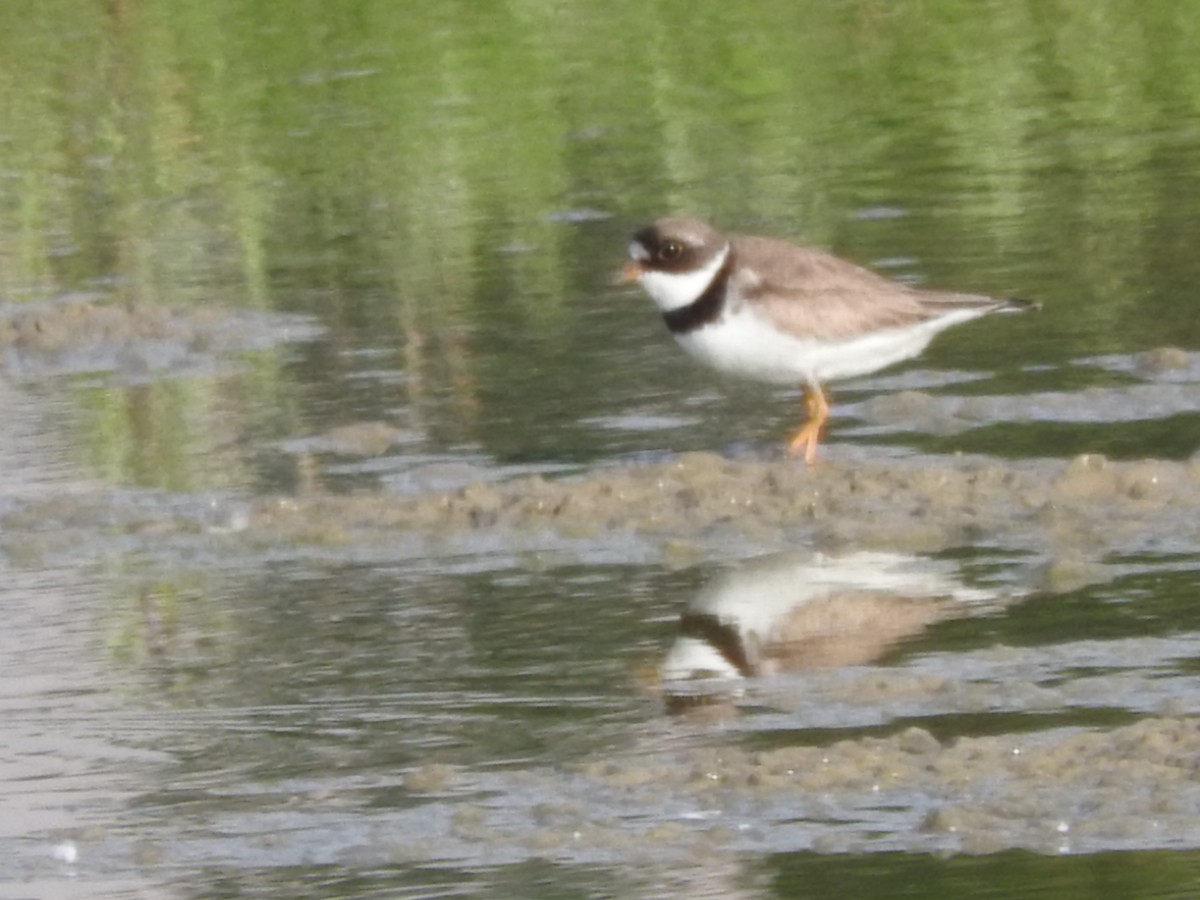 Semipalmated Plover - Jill Henemyer