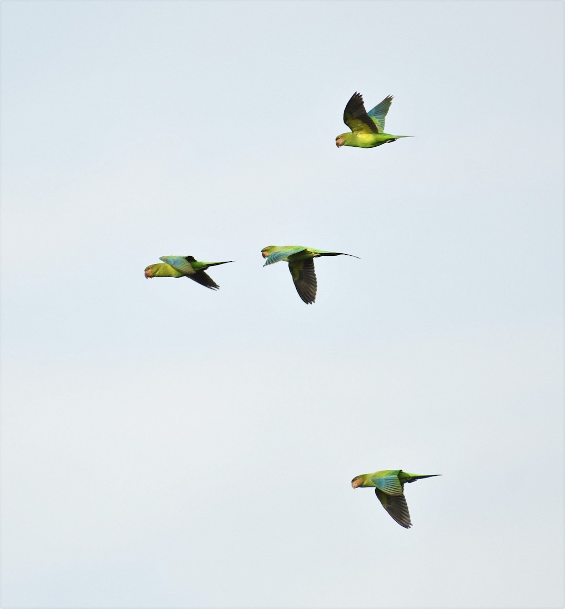 Uzun Kuyruklu Yeşil Papağan - ML112190401
