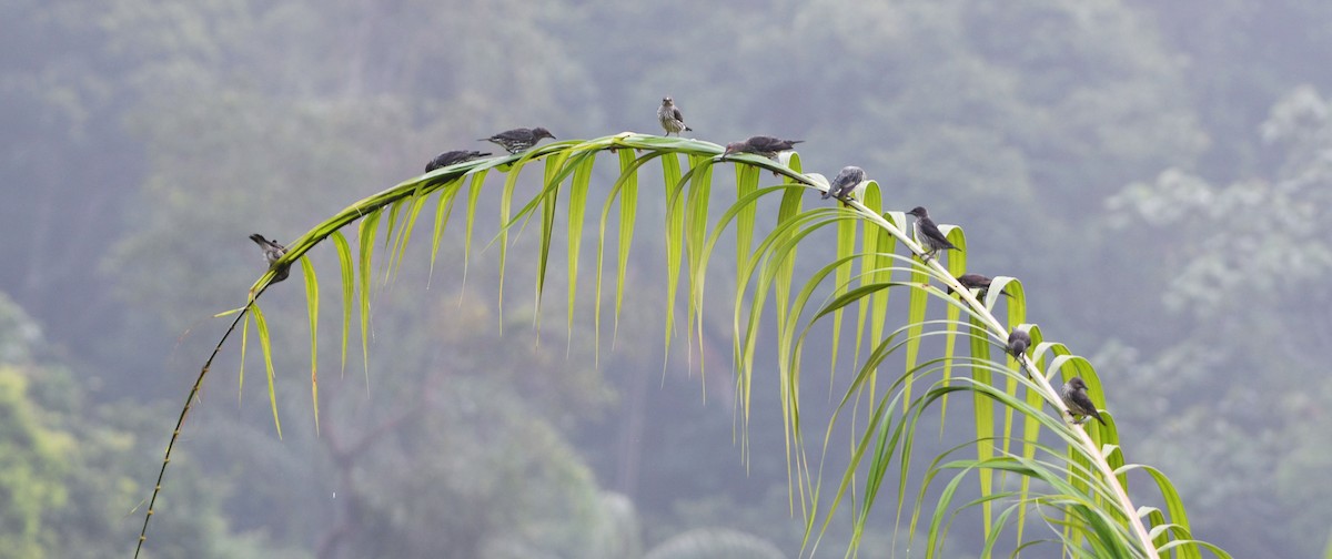 Asian Glossy Starling - ML112190481