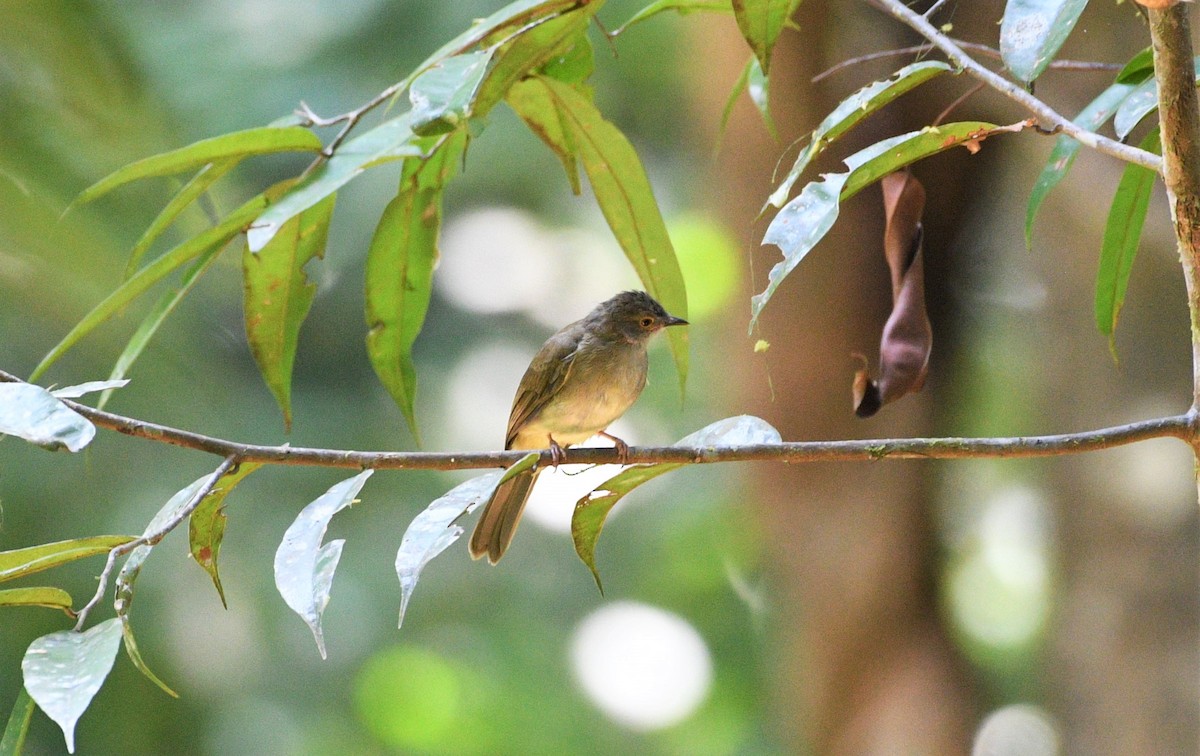 Bulbul de Anteojos - ML112190831