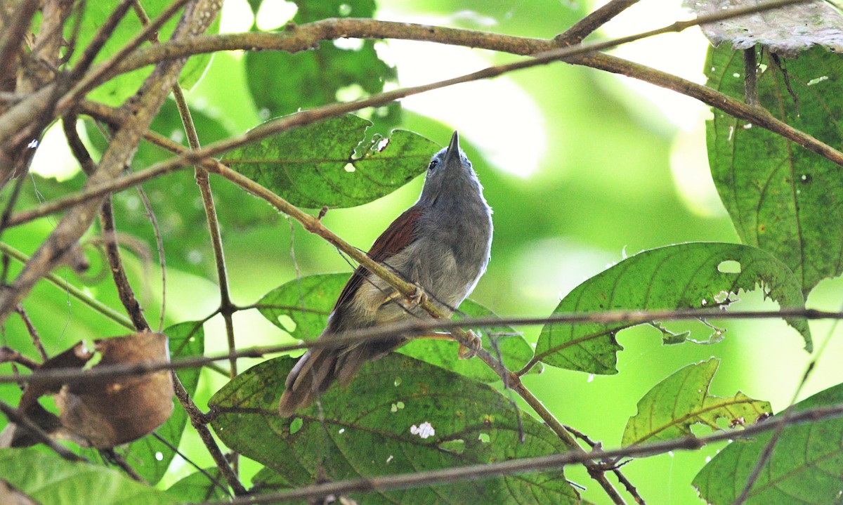 Chestnut-winged Babbler - ML112190891