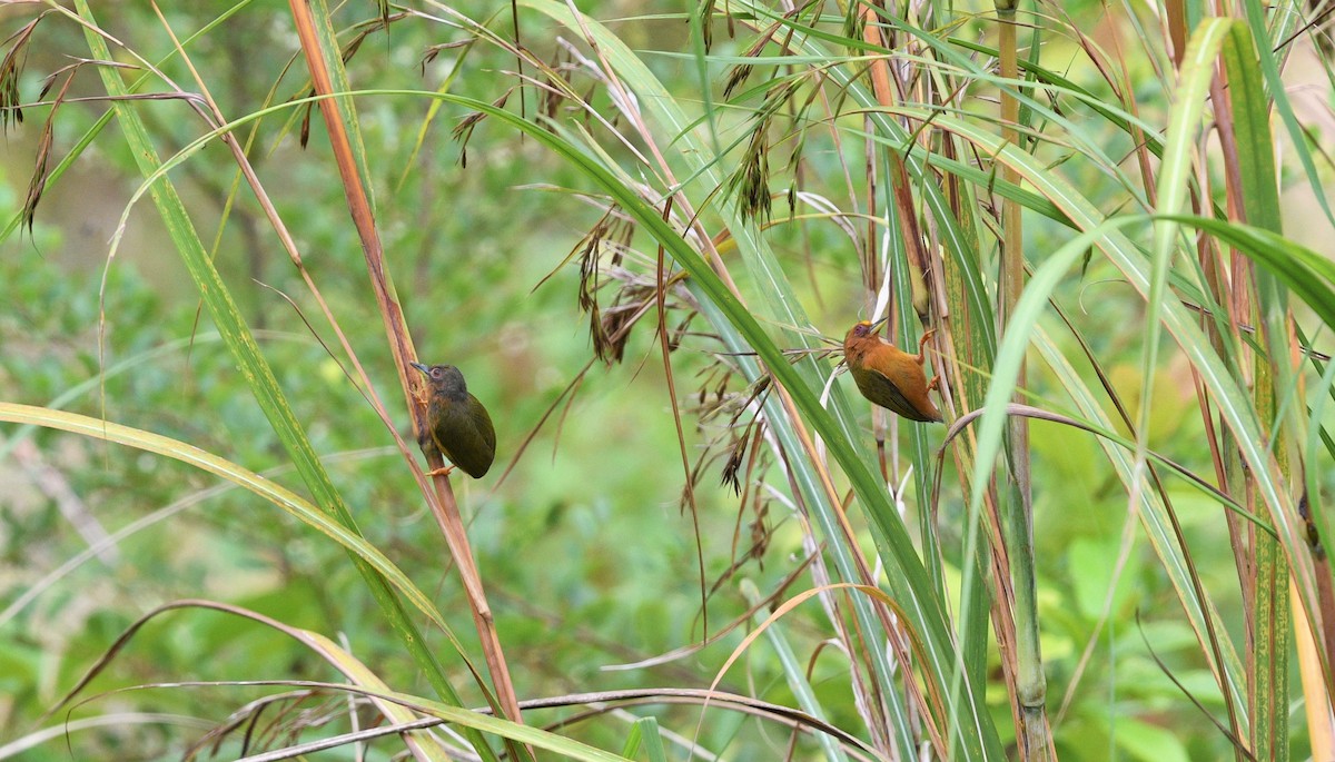 Rufous Piculet - Hong Yao Lim