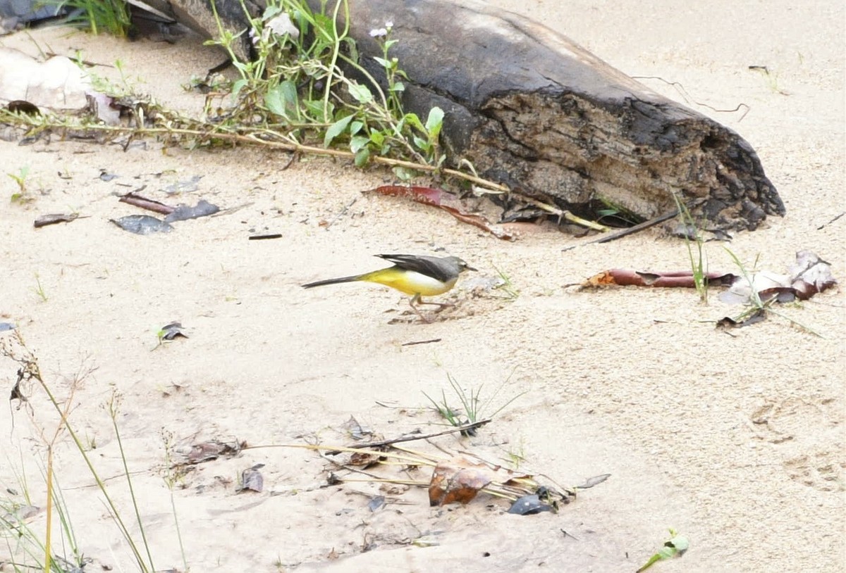 Gray Wagtail - ML112191031