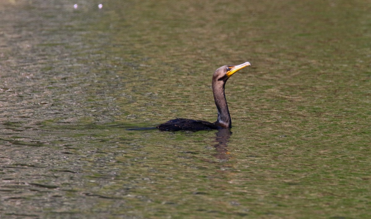 Double-crested Cormorant - ML112191101