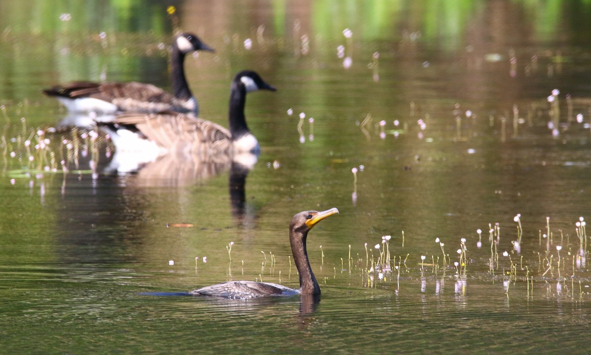 Cormorán Orejudo - ML112191131