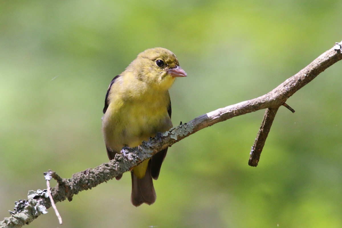 Piranga Escarlata - ML112191311