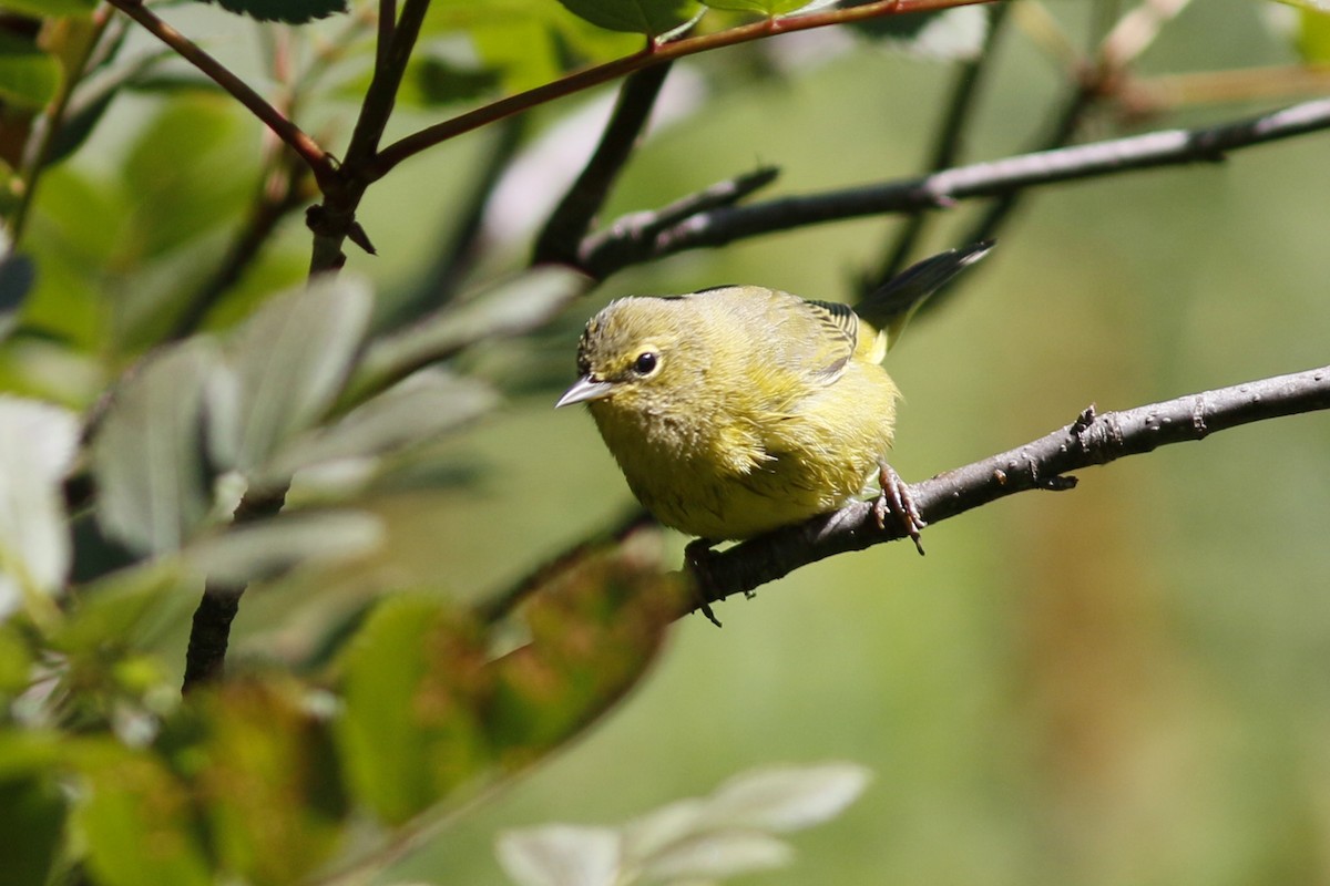 Orange-crowned Warbler - ML112191451