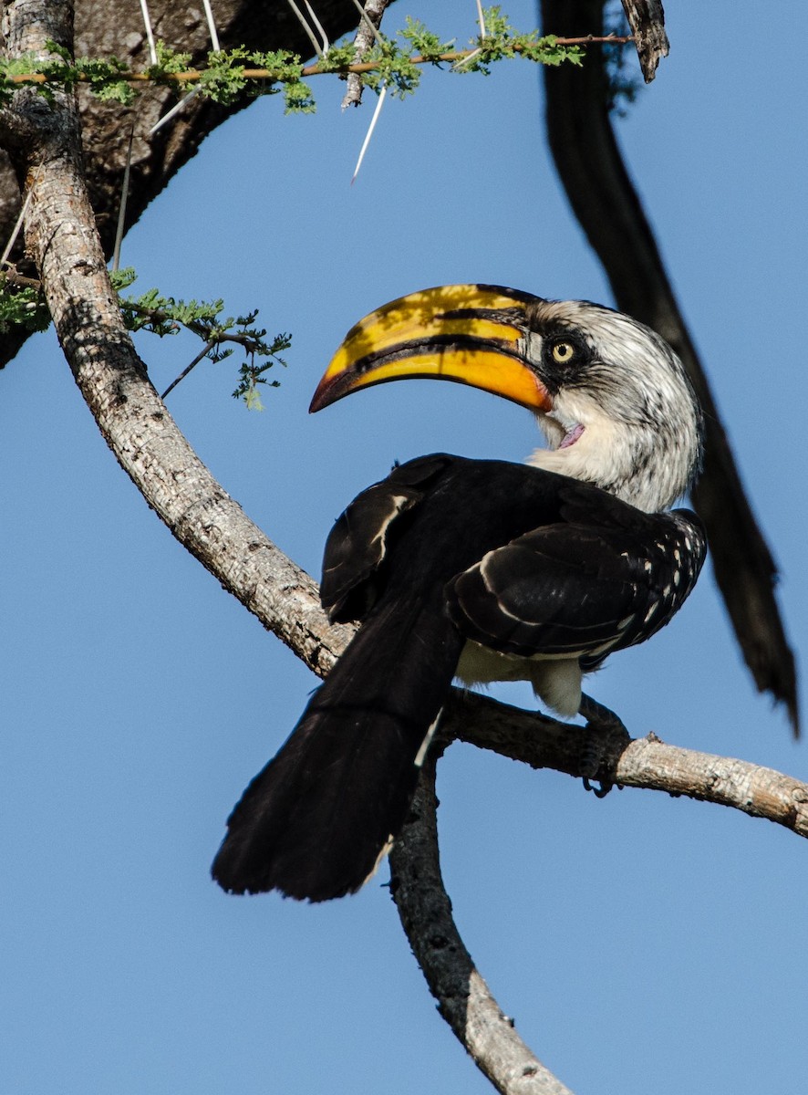 Eastern Yellow-billed Hornbill - ML112191521