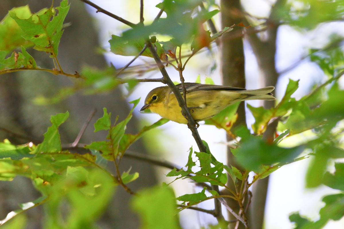 Pine Warbler - ML112192481