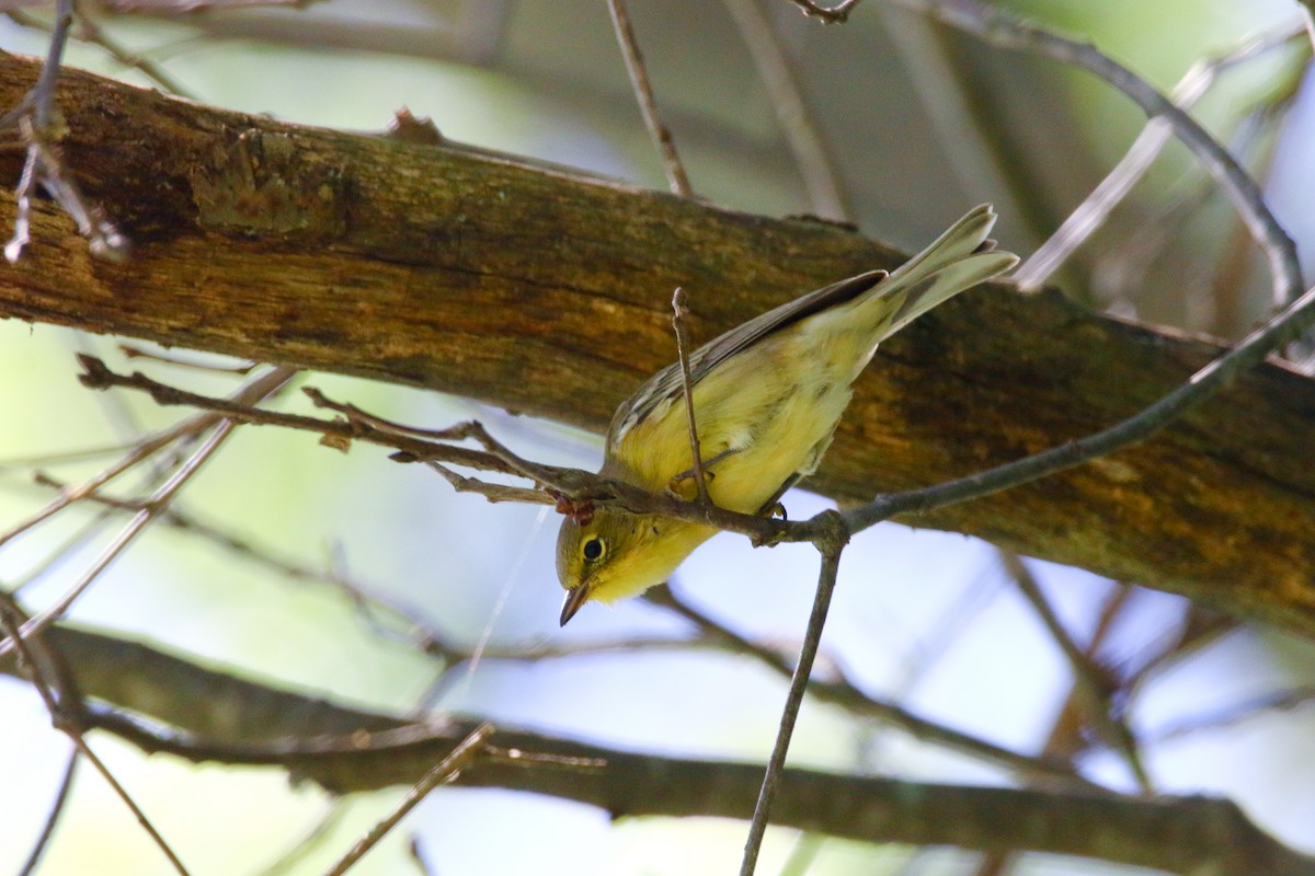 Pine Warbler - ML112192541