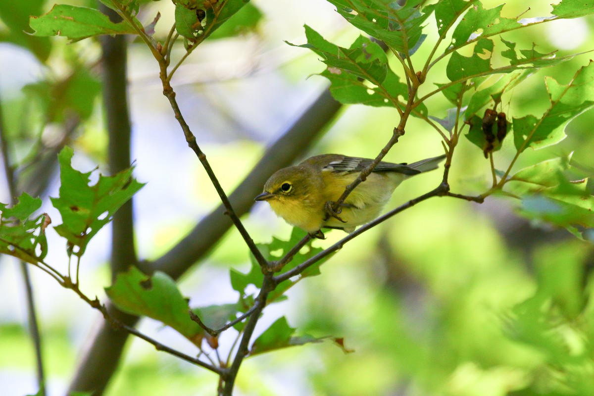 Pine Warbler - ML112192641