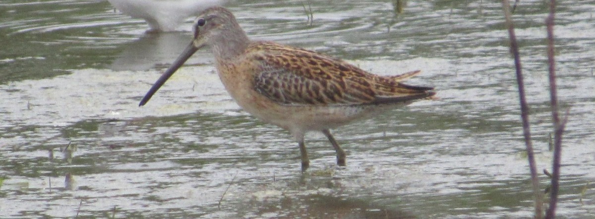 Short-billed Dowitcher - ML112199771