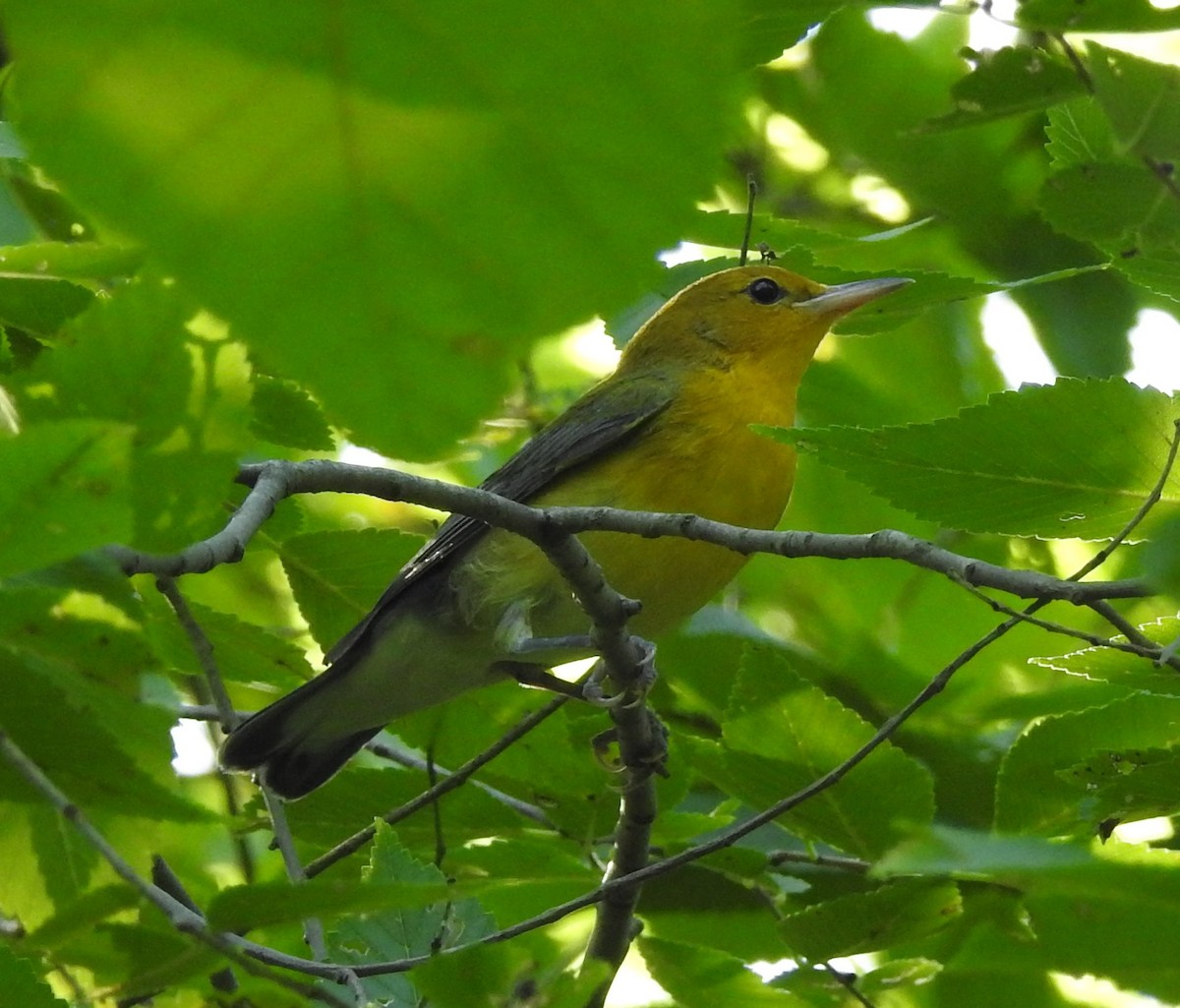 Prothonotary Warbler - ML112200351