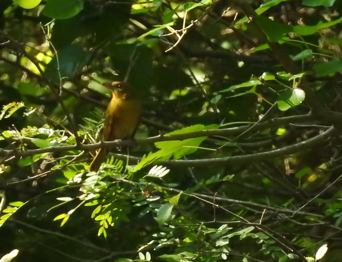 Summer Tanager - ML112200461
