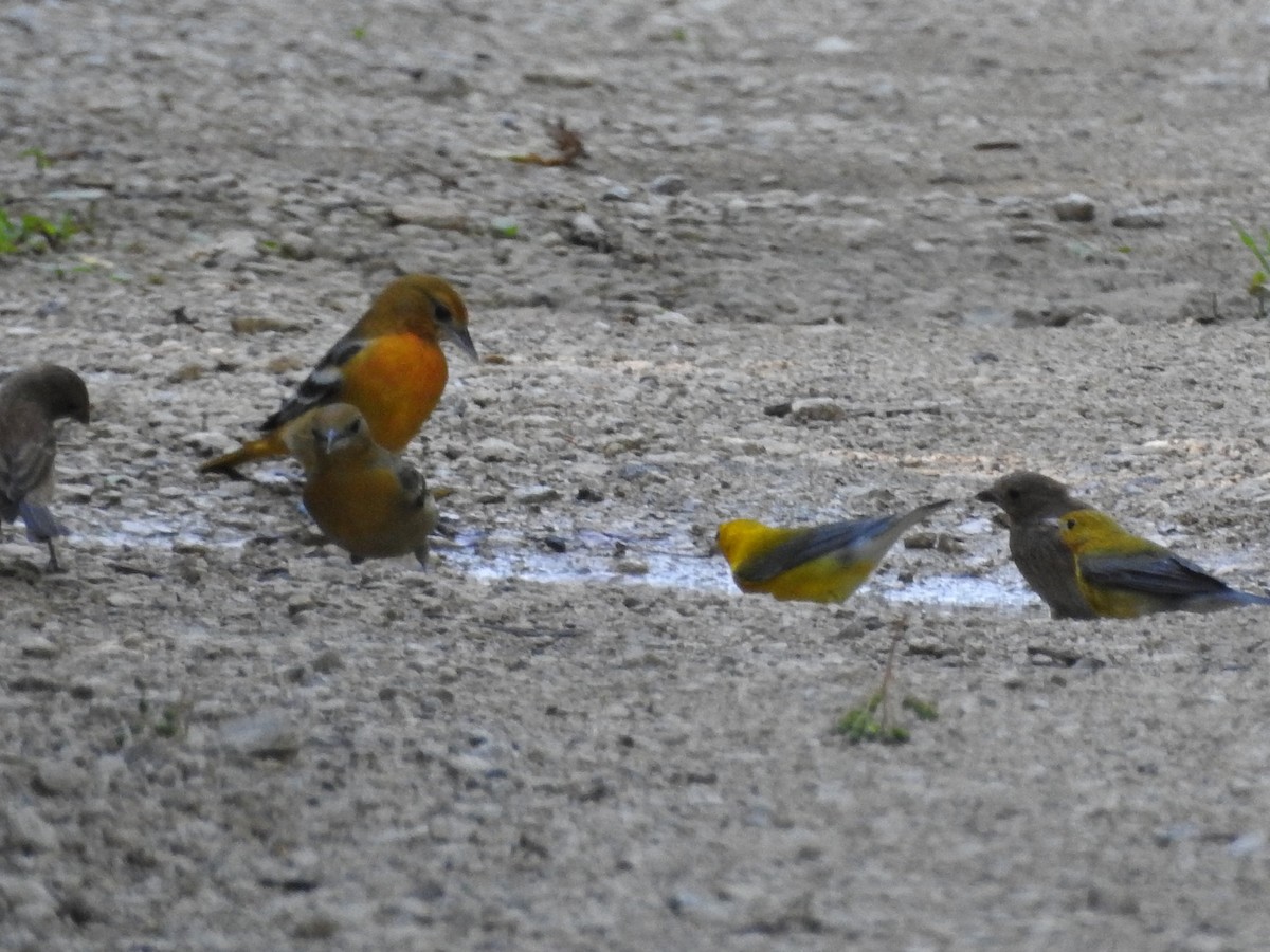 Baltimore Oriole - ML112200591