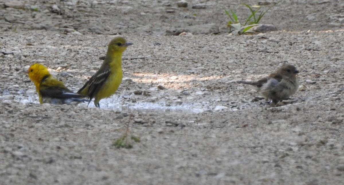 Orchard Oriole - ML112200601