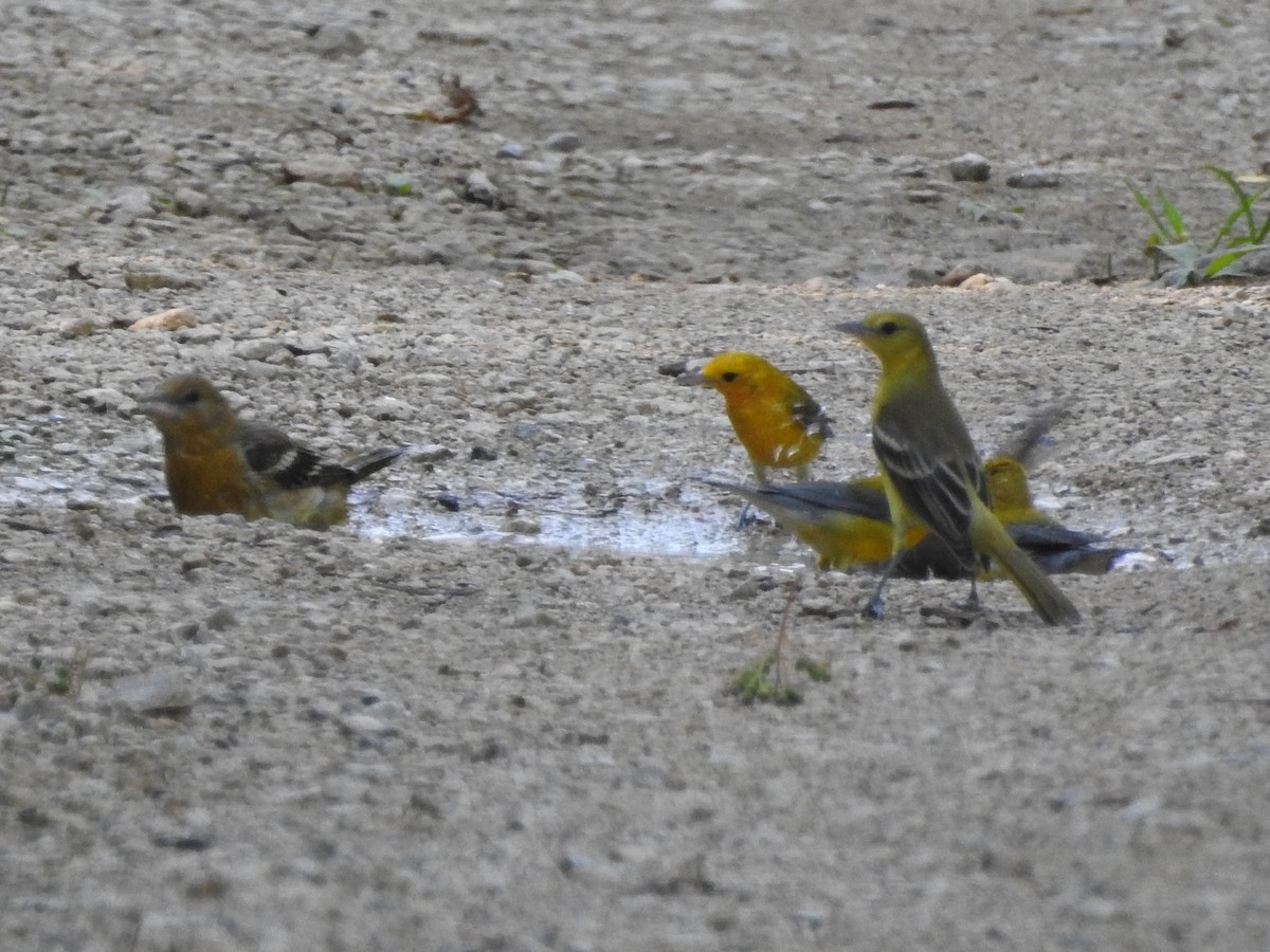 Orchard Oriole - ML112201201