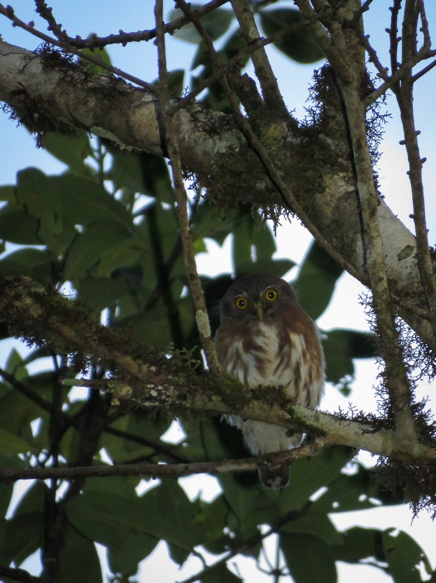 Least Pygmy-Owl - ML112201681