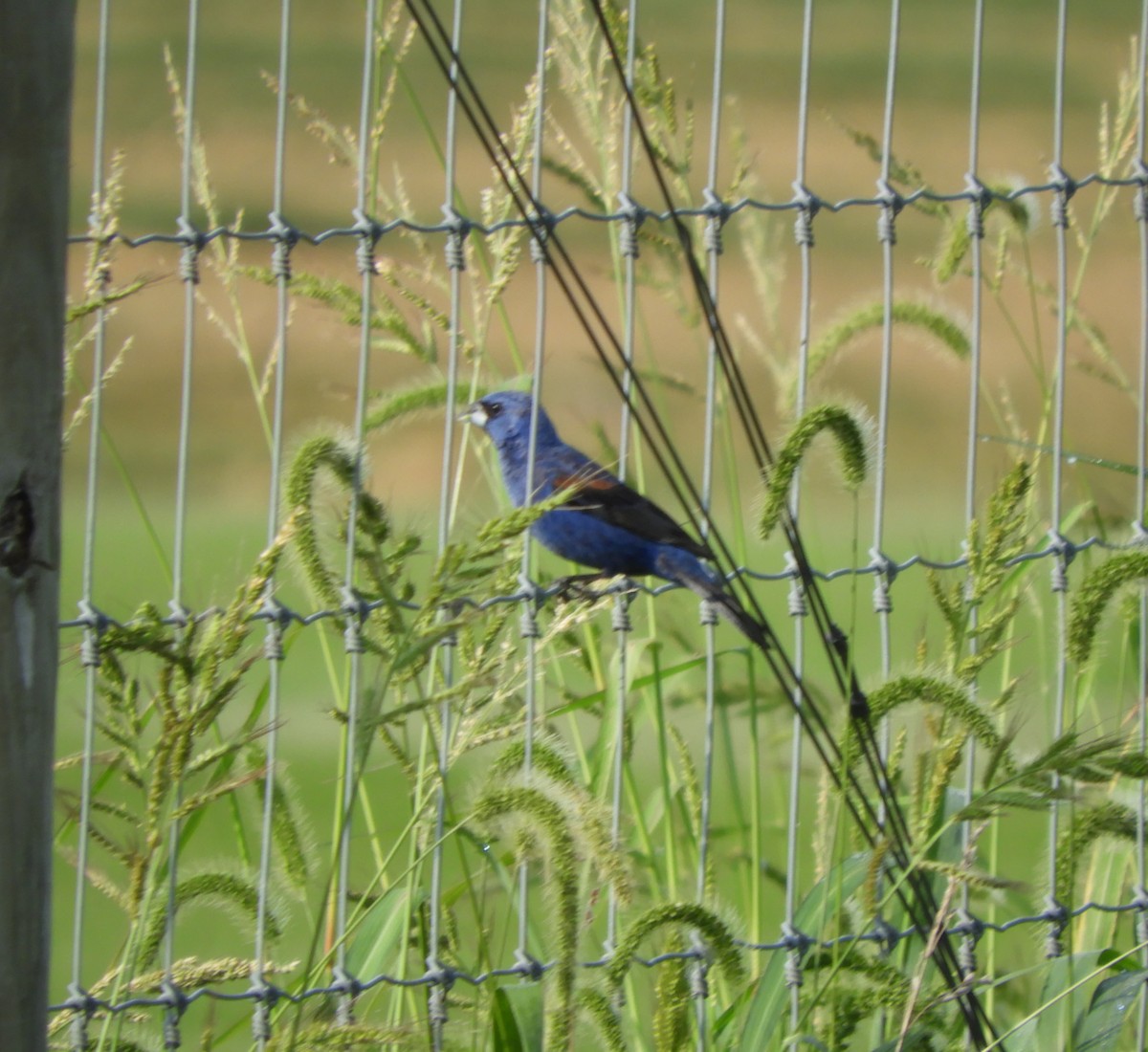Blue Grosbeak - ML112203261