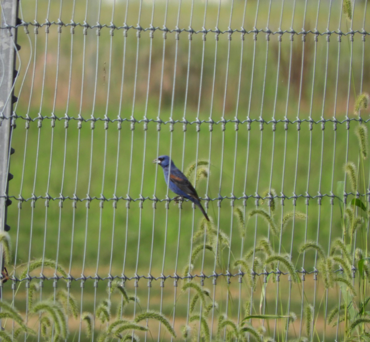 Blue Grosbeak - ML112203271