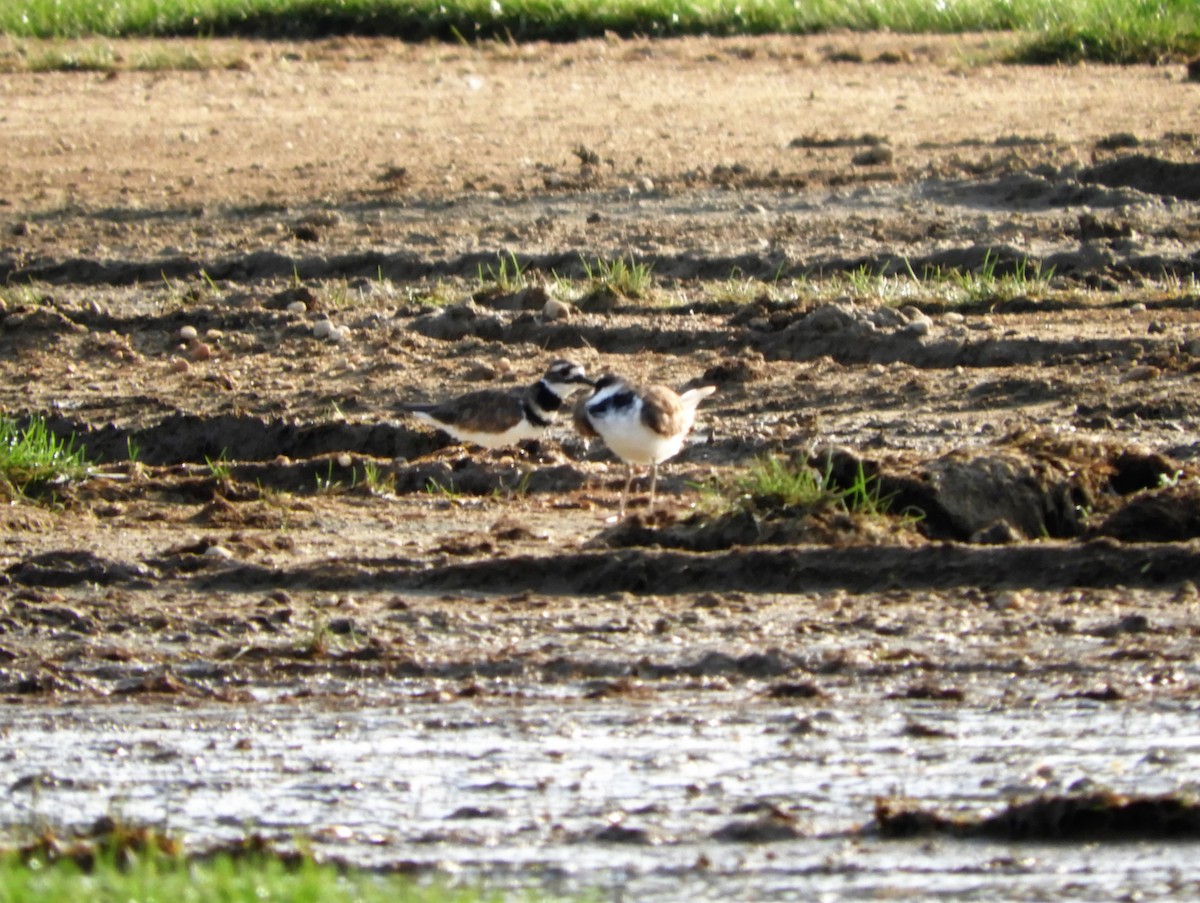 Killdeer - ML112203321