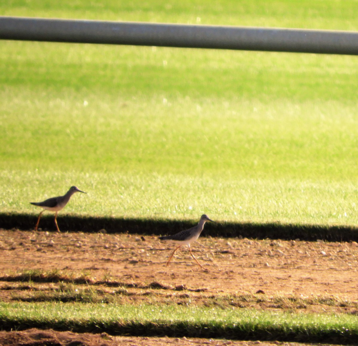 Lesser Yellowlegs - ML112203331