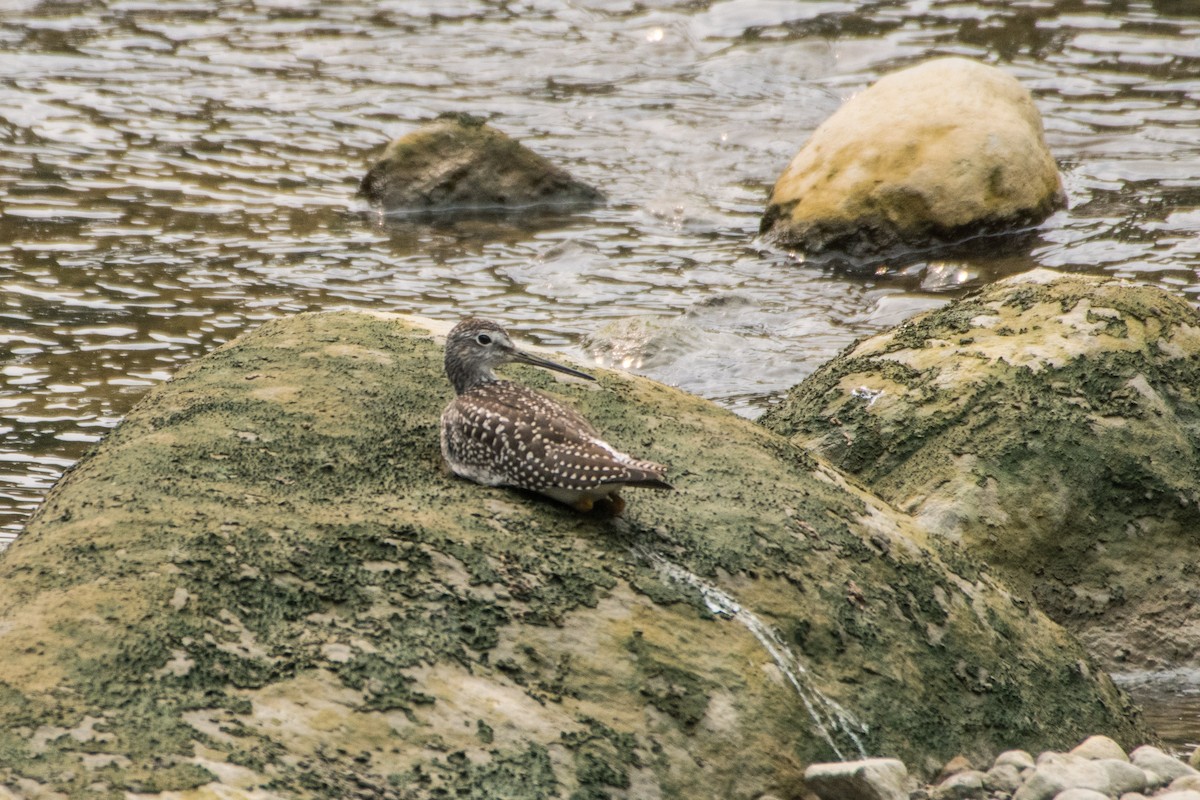 Greater Yellowlegs - Serg Tremblay