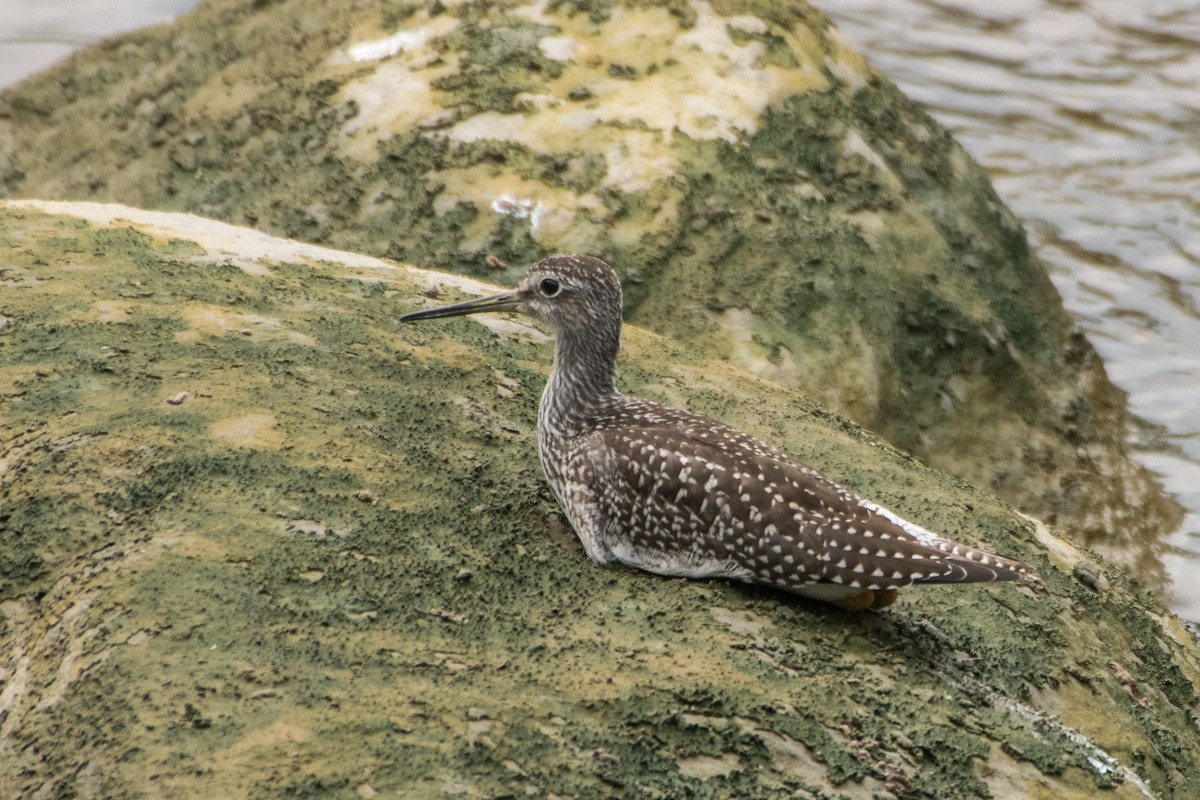 Greater Yellowlegs - ML112204151