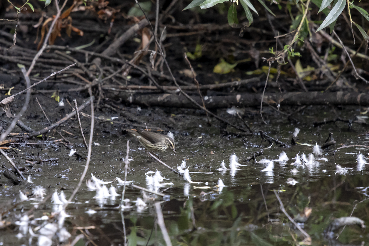 Northern Waterthrush - ML112204551