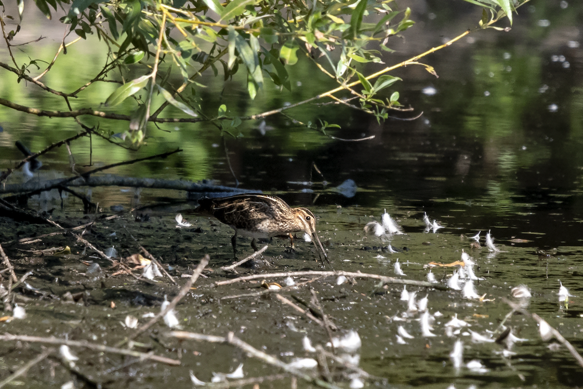 Wilson's Snipe - ML112204871