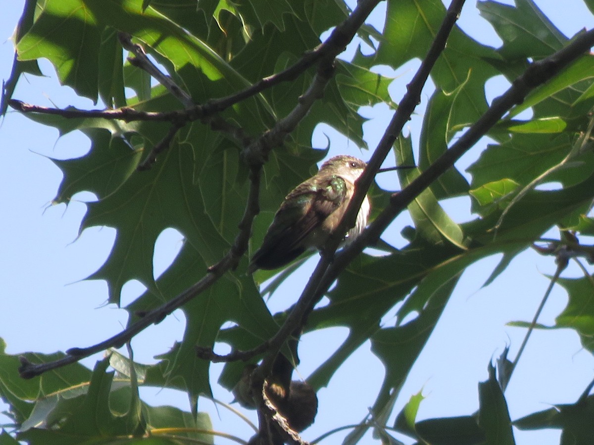 Ruby-throated Hummingbird - Deb Caron