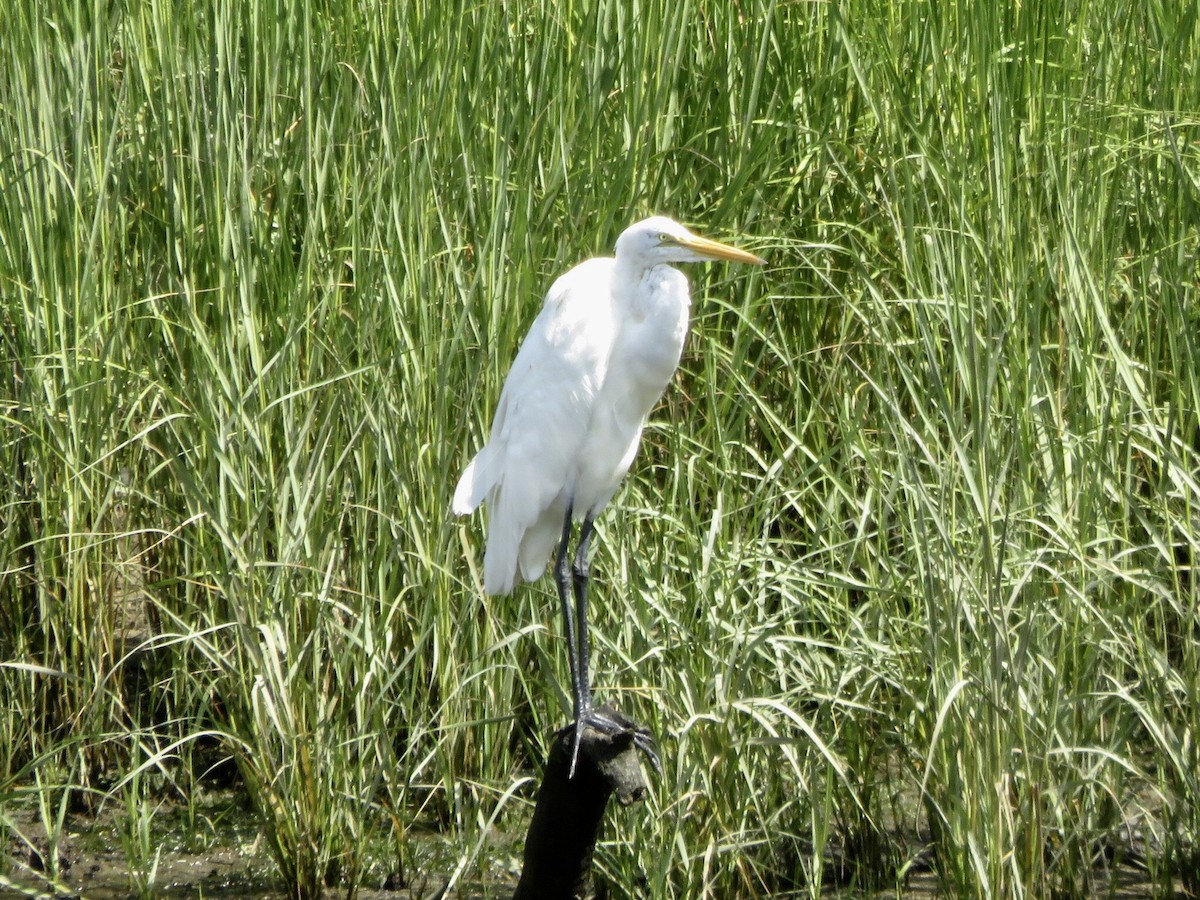 Great Egret - Deb Caron