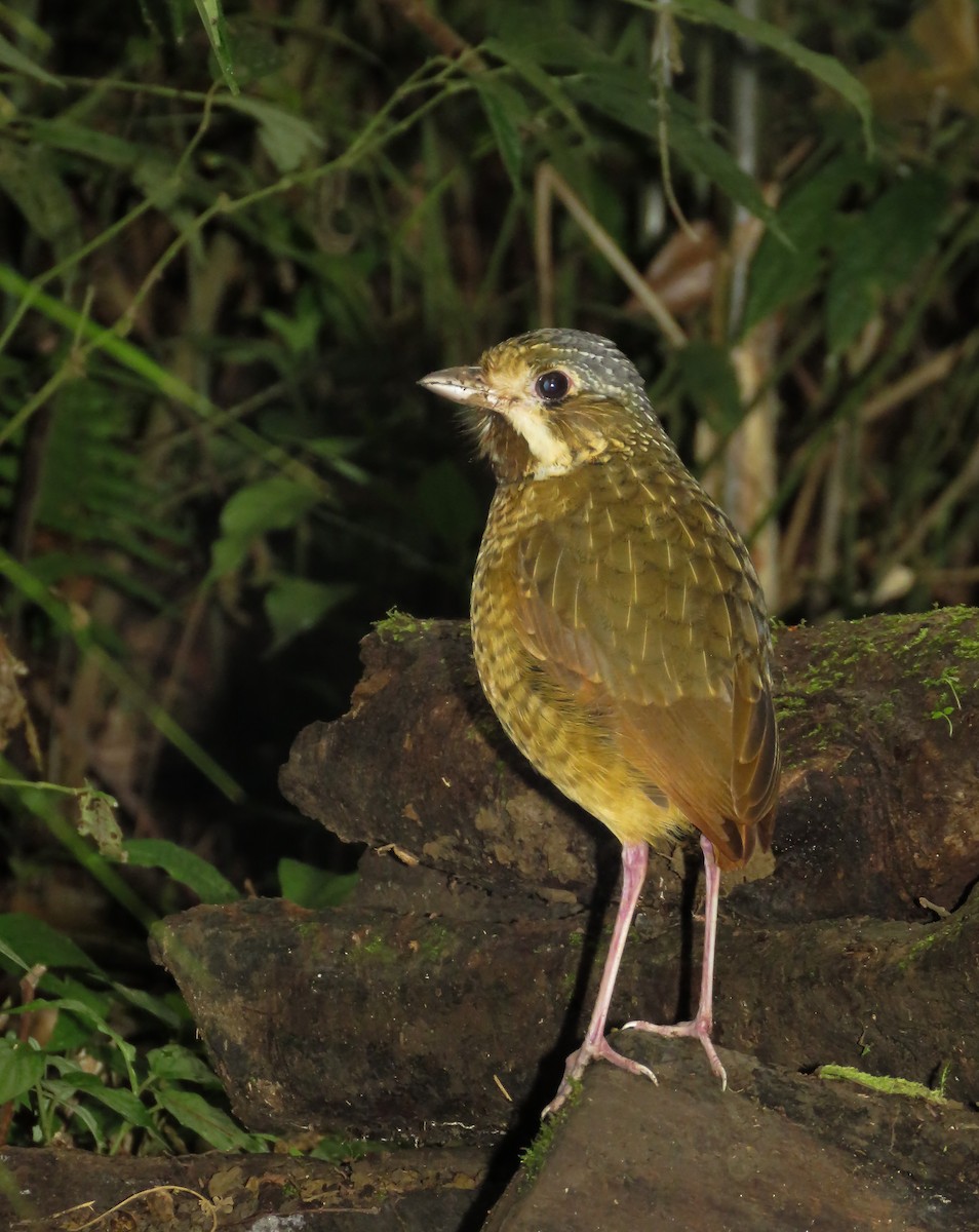 Variegated Antpitta - ML112205231