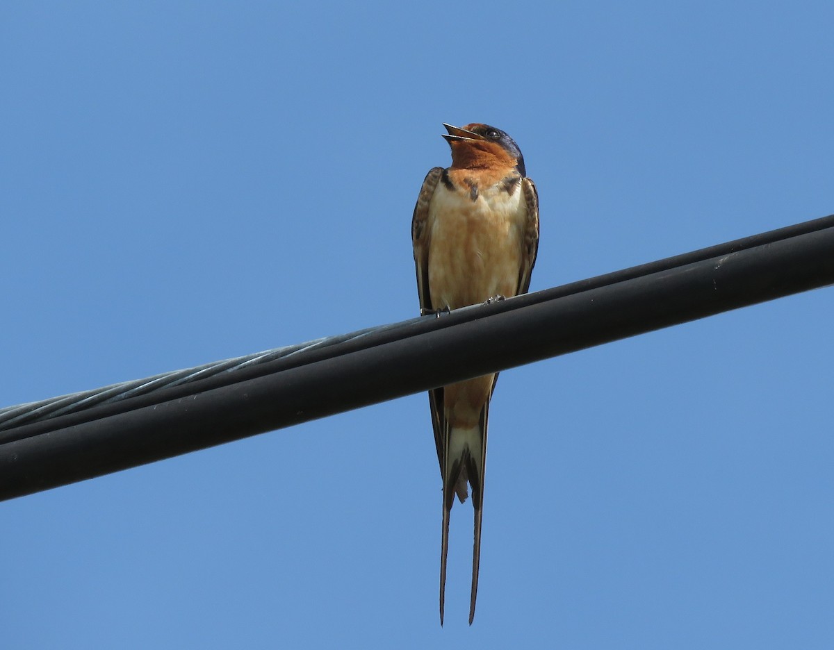 Barn Swallow - Susan Young