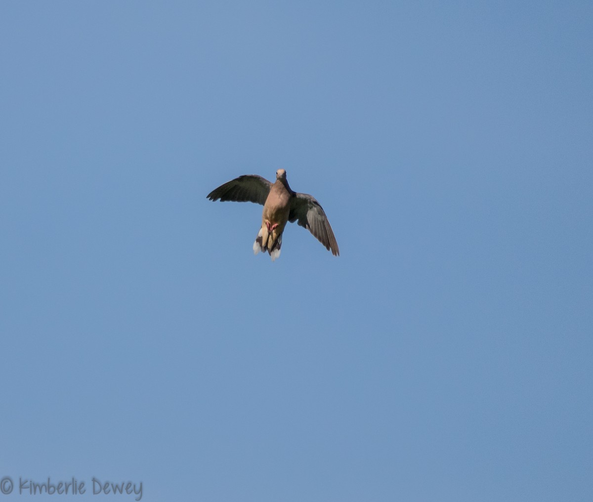 Mourning Dove - ML112206181